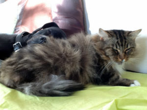 GATTO