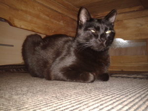 BAGHEERA