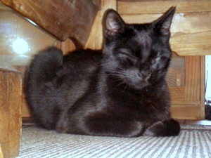 BAGHEERA 2