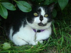 JOLIE2