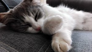 MIGNONNE