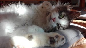 MIGNONNE2