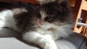 MIGNONNE3