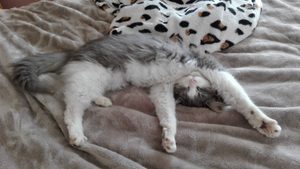 MIGNONNE4