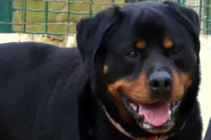 rencontre rottweiler