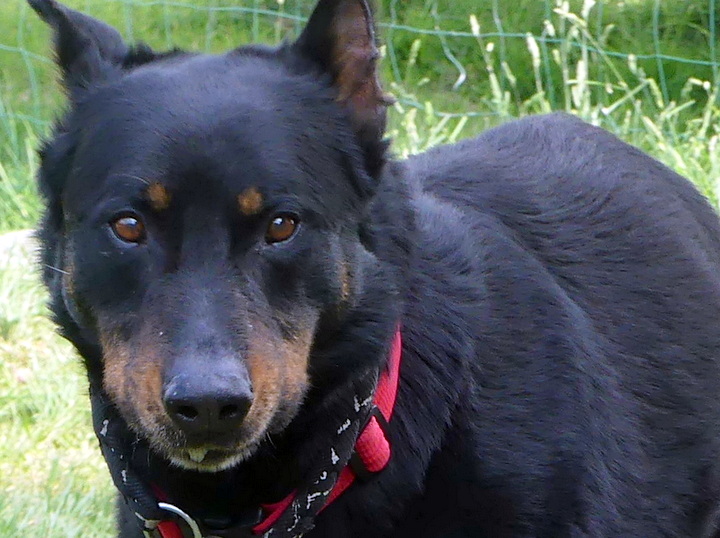 rencontre chien chiot