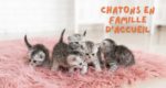 Chatons en famille d’accueil