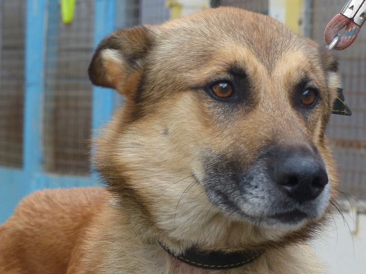 Chiens à adopter – SPA de Vannes et de la Région