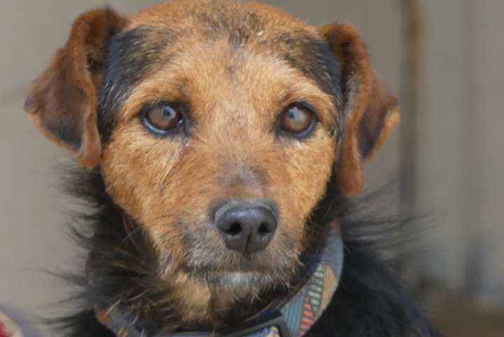 Chiens à adopter – SPA de Vannes et de la Région