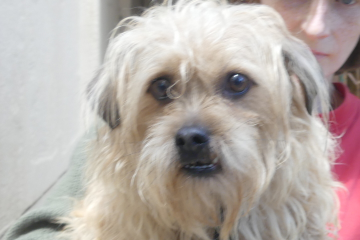 Chiens à adopter – SPA de Vannes et de la Région