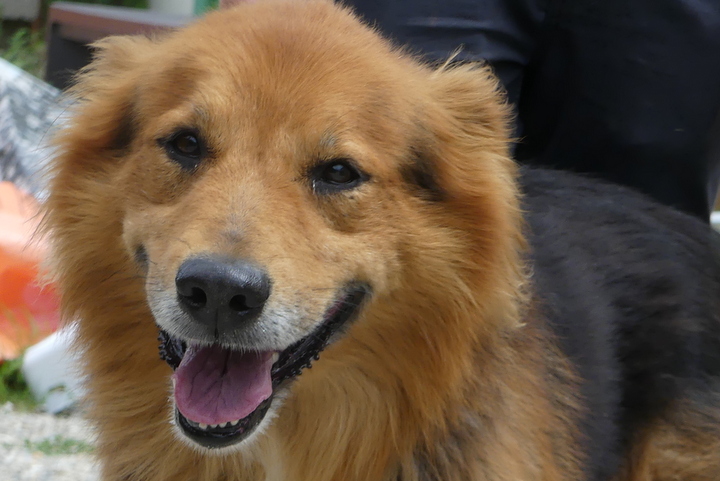 Chiens à adopter – SPA de Vannes et de la Région