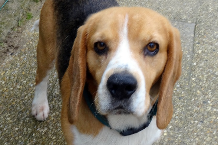 Chiens à adopter – SPA de Vannes et de la Région