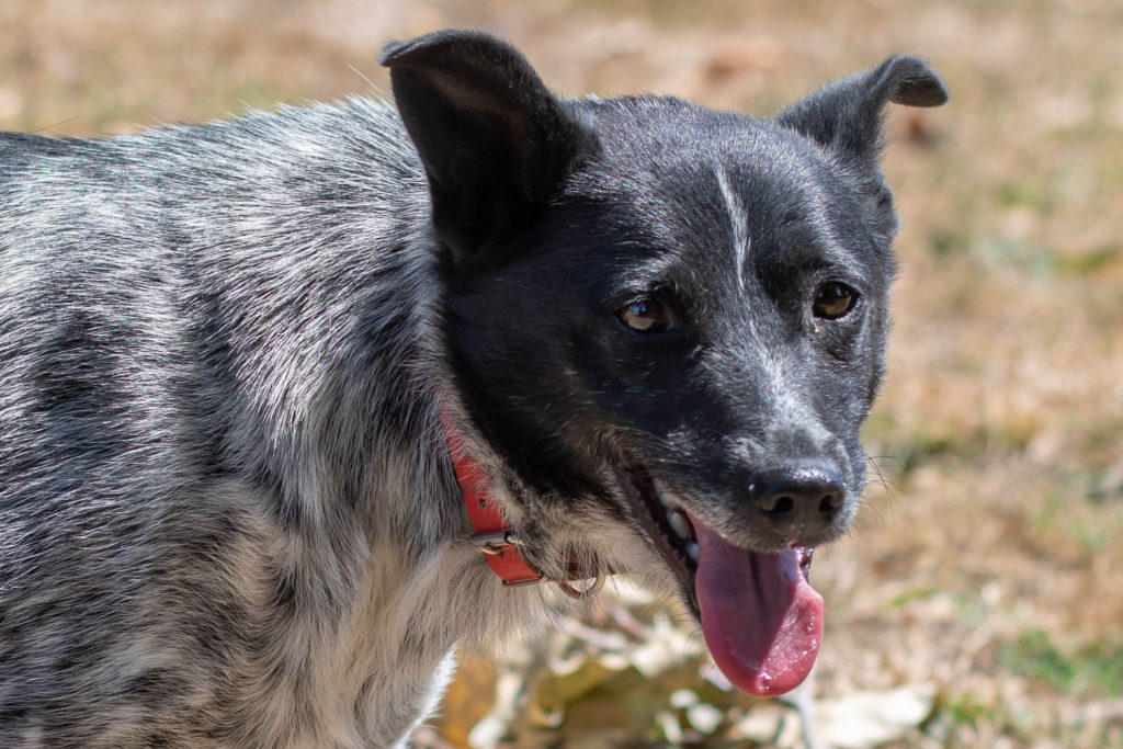Chiens à adopter – SPA de Vannes et de la Région