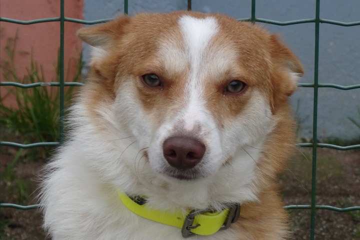 Chiens à adopter – SPA de Vannes et de la Région