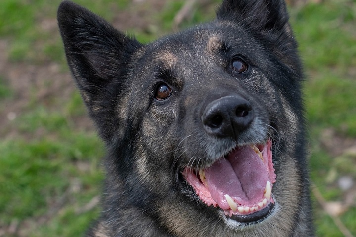 Chiens à adopter – SPA de Vannes et de la Région