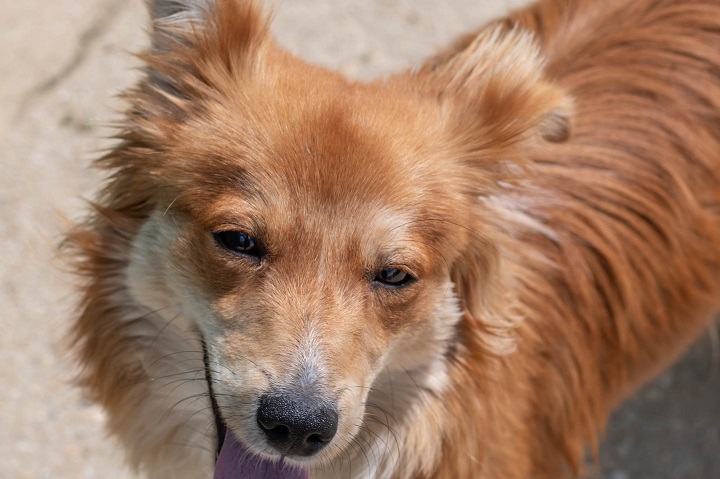 Chiens à adopter – SPA de Vannes et de la Région