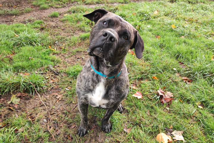 Chiens à adopter – SPA de Vannes et de la Région