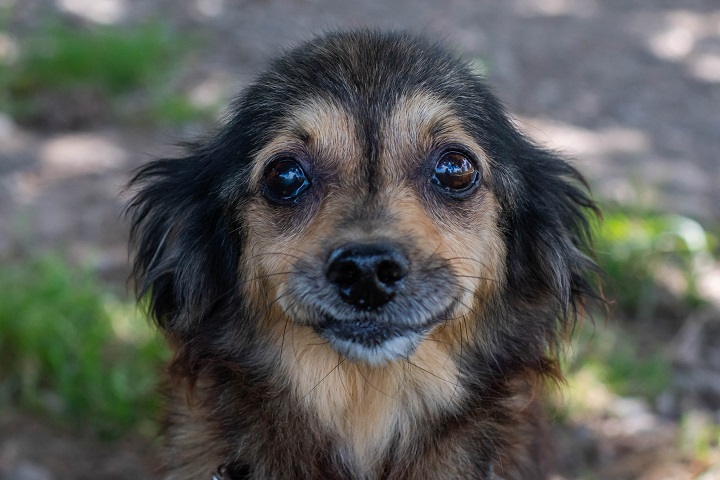 Chiens à adopter – SPA de Vannes et de la Région