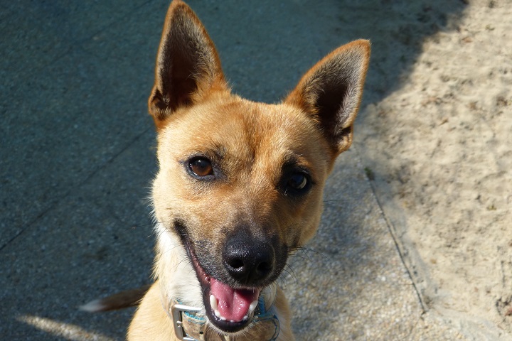 Chiens à adopter – SPA de Vannes et de la Région