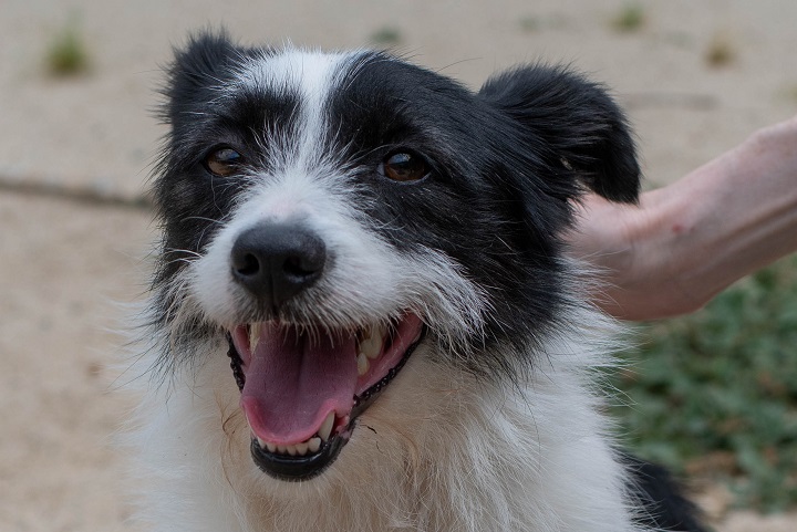 Chiens à adopter – SPA de Vannes et de la Région