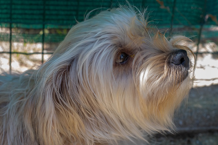 Chiens à adopter – SPA de Vannes et de la Région