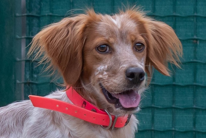 Chiens à adopter – SPA de Vannes et de la Région