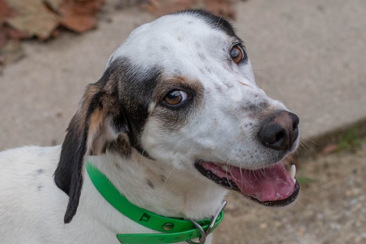 Chiens à adopter – SPA de Vannes et de la Région