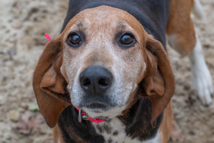 Chiens à adopter – SPA de Vannes et de la Région